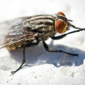 Lotta alla infestazione Muscina (mosche) nel territorio della provincia di Bergamo