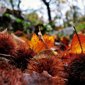  Castagne&Outdoor