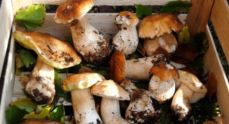Controllo gratuito dei funghi raccolti: attivo il servizio dell’Ispettorato Micologico di ATS Bergamo