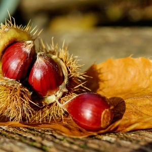 Sapori & Cultura , abbinamenti tra pizza e castagne ad  Endenna